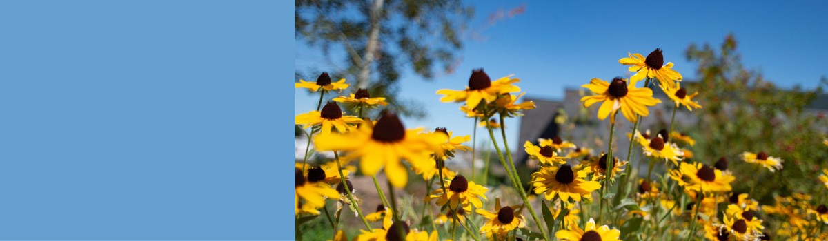 photo of yellow flowers with blue sky